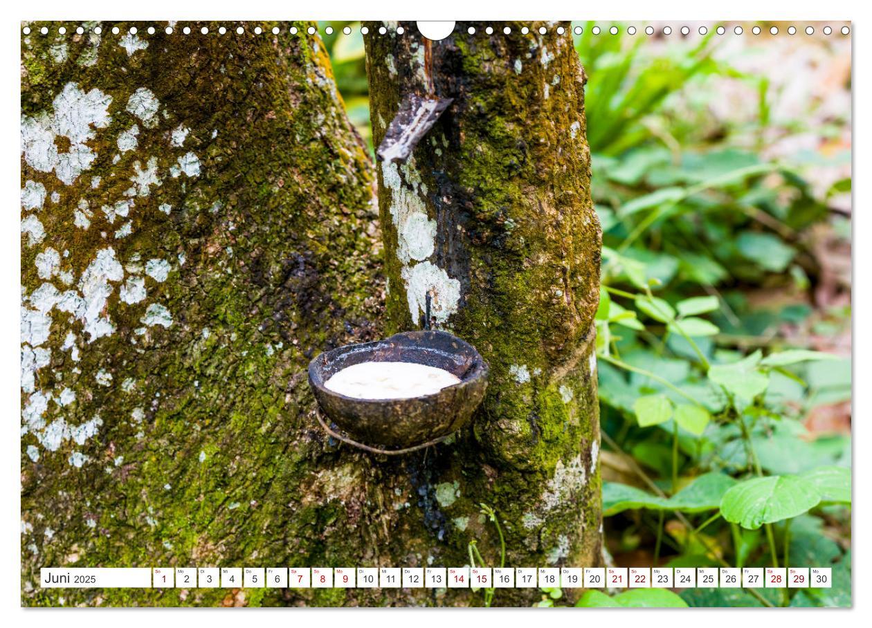 Bild: 9783457151044 | Gunung Leuser Nationalpark Sumatra (Wandkalender 2025 DIN A3 quer),...