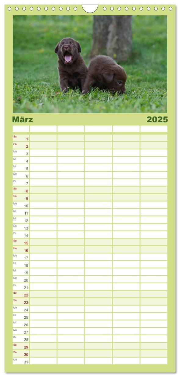 Bild: 9783457110102 | Familienplaner 2025 - Labrador Welpen mit 5 Spalten (Wandkalender,...