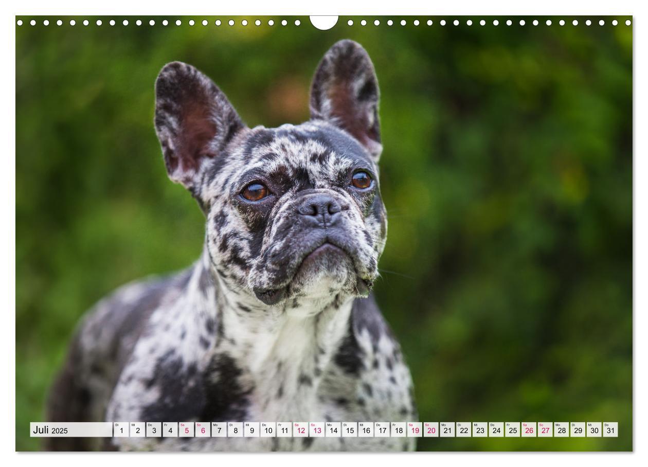 Bild: 9783457178058 | Kleine Helden - Französische Bulldoggen (Wandkalender 2025 DIN A3...