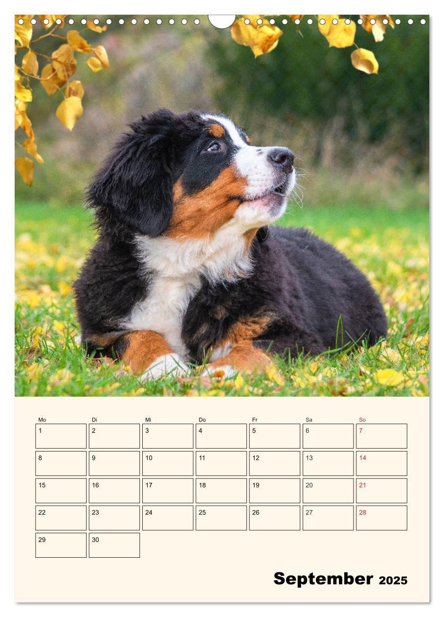 Bild: 9783435937974 | Traumhaft schön - Der Berner Sennenhund (Wandkalender 2025 DIN A3...