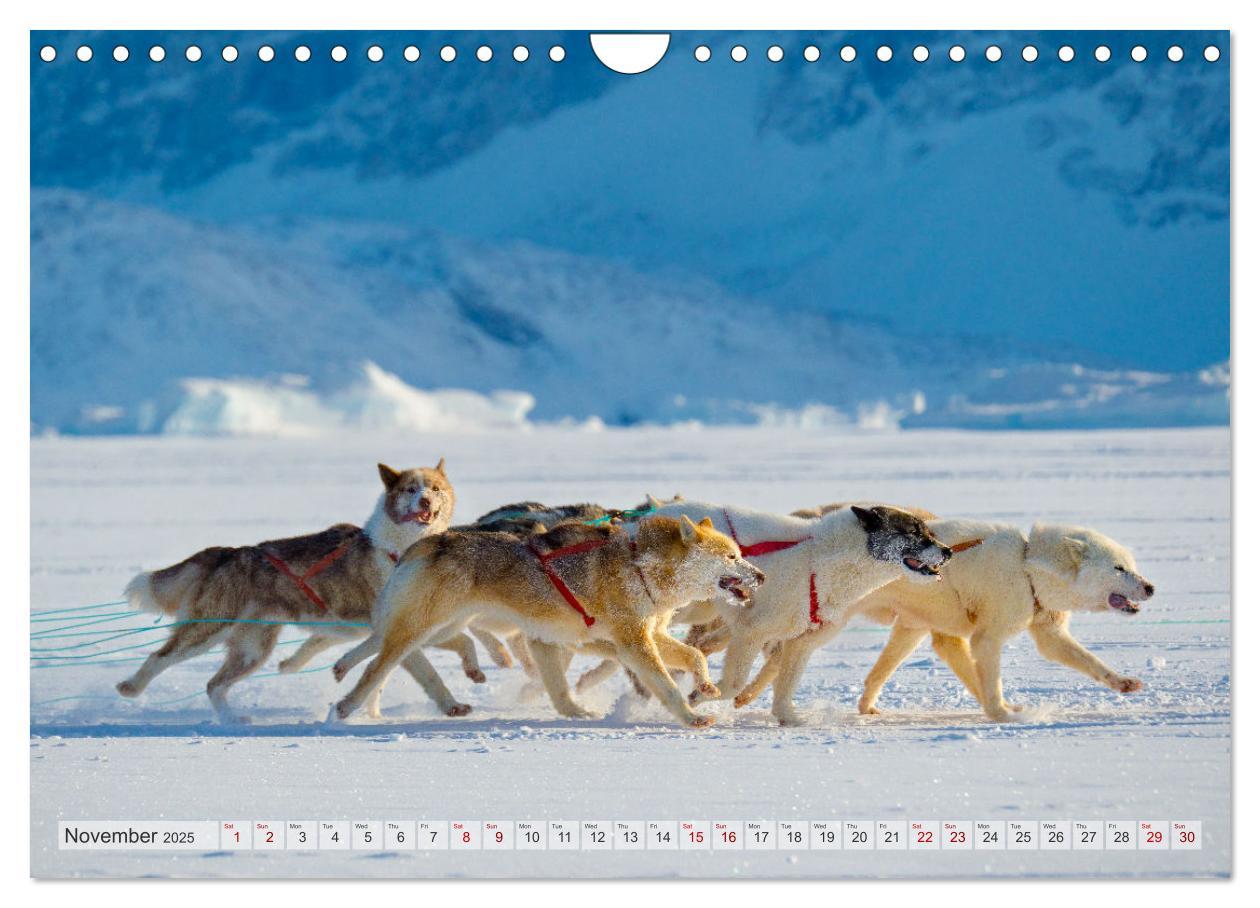 Bild: 9781325937998 | Greenland Dog - The Sled Dogs of Northern Greenland (Wall Calendar...