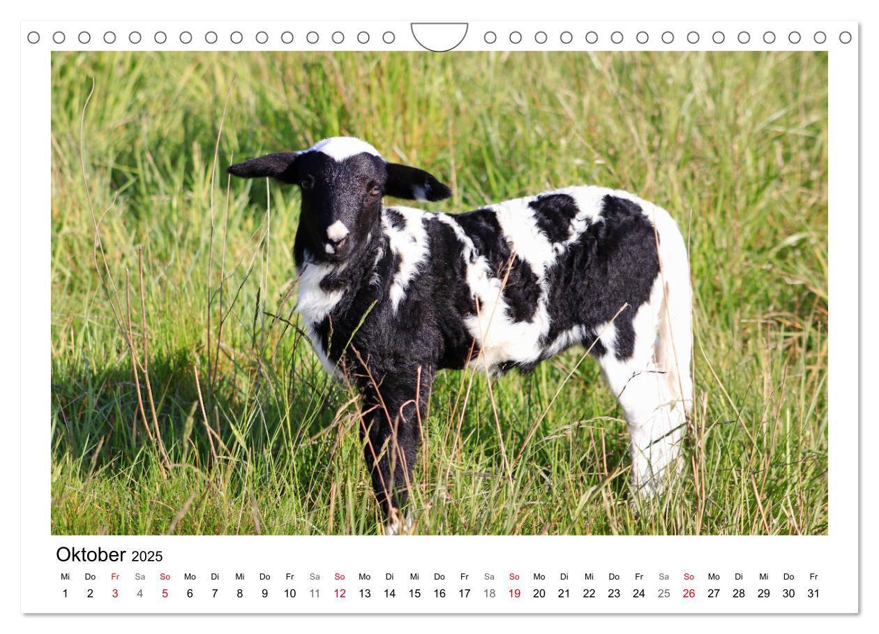 Bild: 9783435429608 | Schäfchen zählen - Mit Schafen durchs Jahr (Wandkalender 2025 DIN...