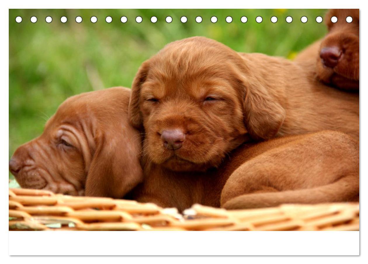 Bild: 9783435765348 | Magyar Vizsla Welpen (Tischkalender 2025 DIN A5 quer), CALVENDO...