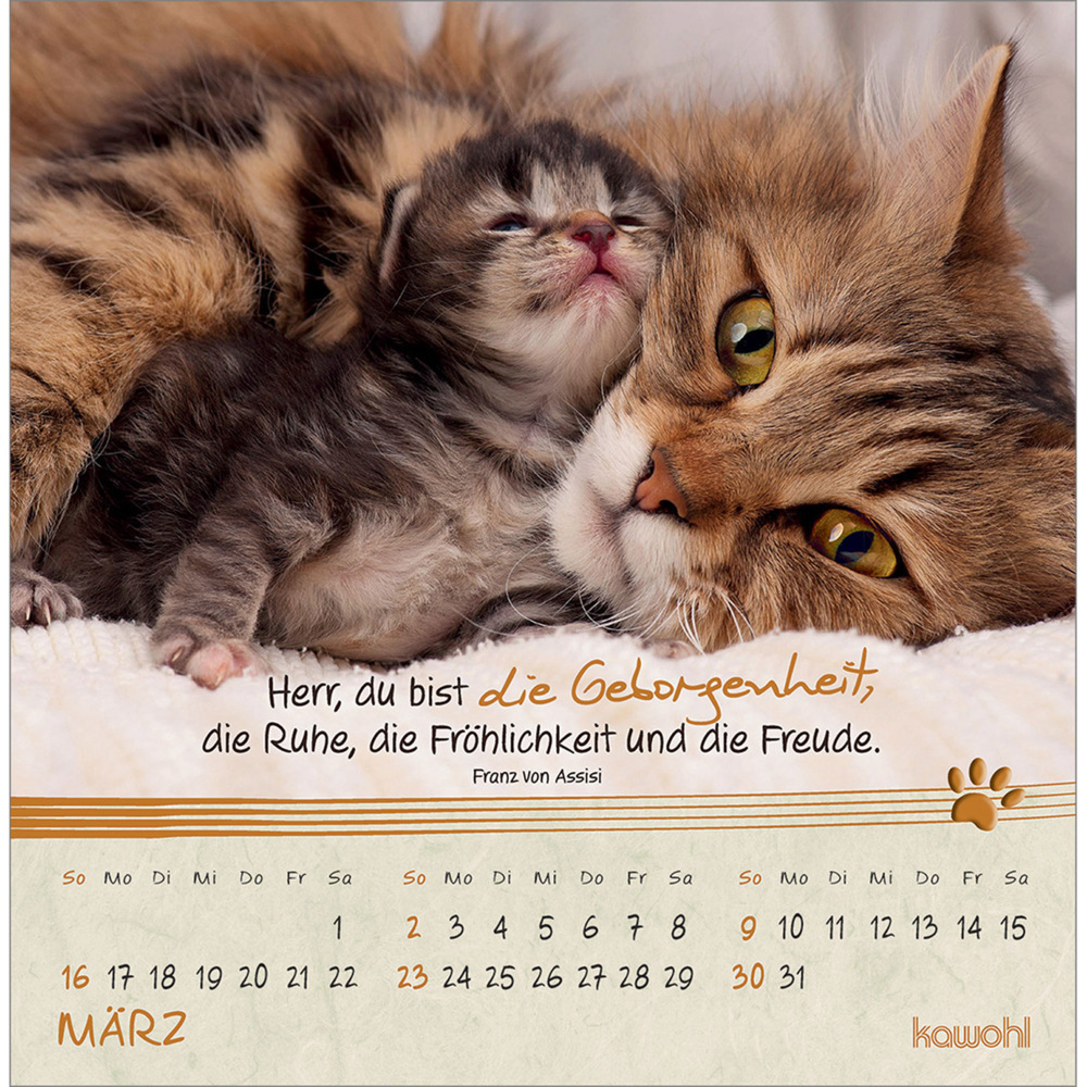 Bild: 9783754816950 | Kleine Katzen-Tatzen 2025 | Postkarten-Kalender | Kalender | 13 S.