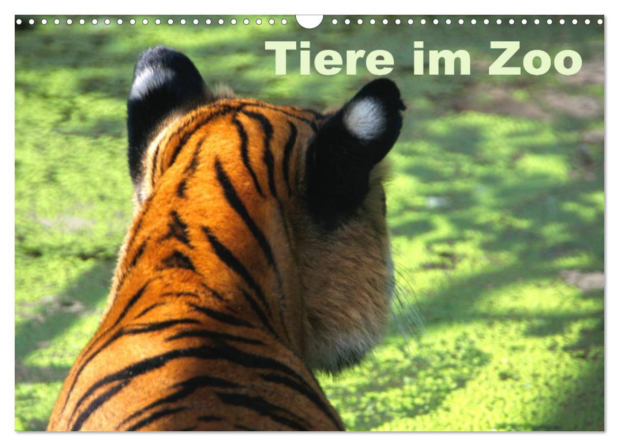 Cover: 9783435503193 | Tiere im Zoo (Wandkalender 2025 DIN A3 quer), CALVENDO Monatskalender