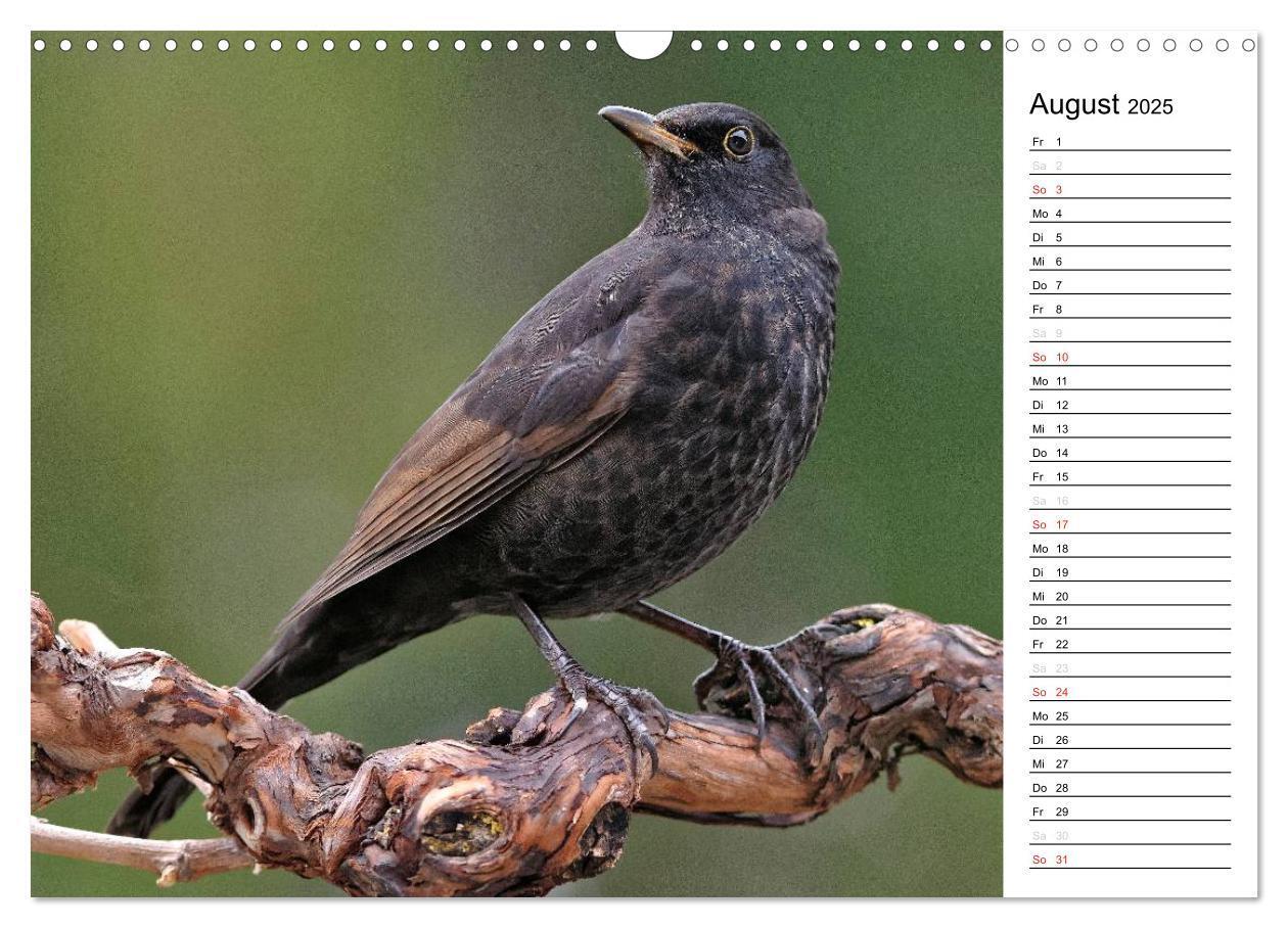 Bild: 9783435544547 | Unsere heimischen Gartenvögel (Wandkalender 2025 DIN A3 quer),...