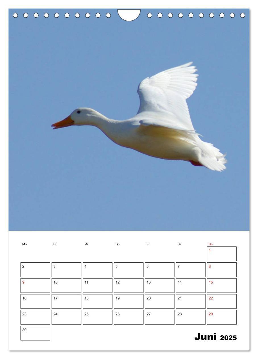 Bild: 9783457011416 | Liebenswerte Enten (Wandkalender 2025 DIN A4 hoch), CALVENDO...