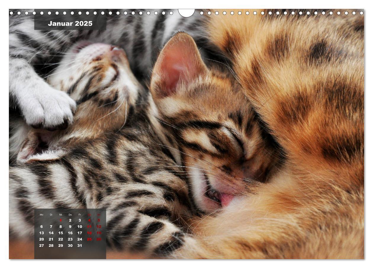 Bild: 9783435408689 | Bengal Kätzchen (Wandkalender 2025 DIN A3 quer), CALVENDO...