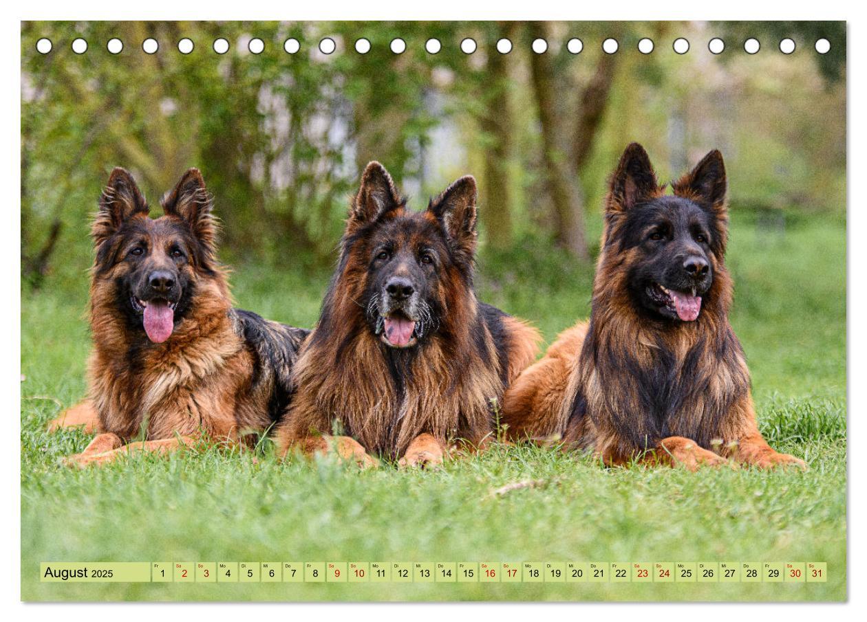 Bild: 9783383896668 | Altdeutsche Schäferhunde - Traumhafte Schäferhunde Langstockhaar...