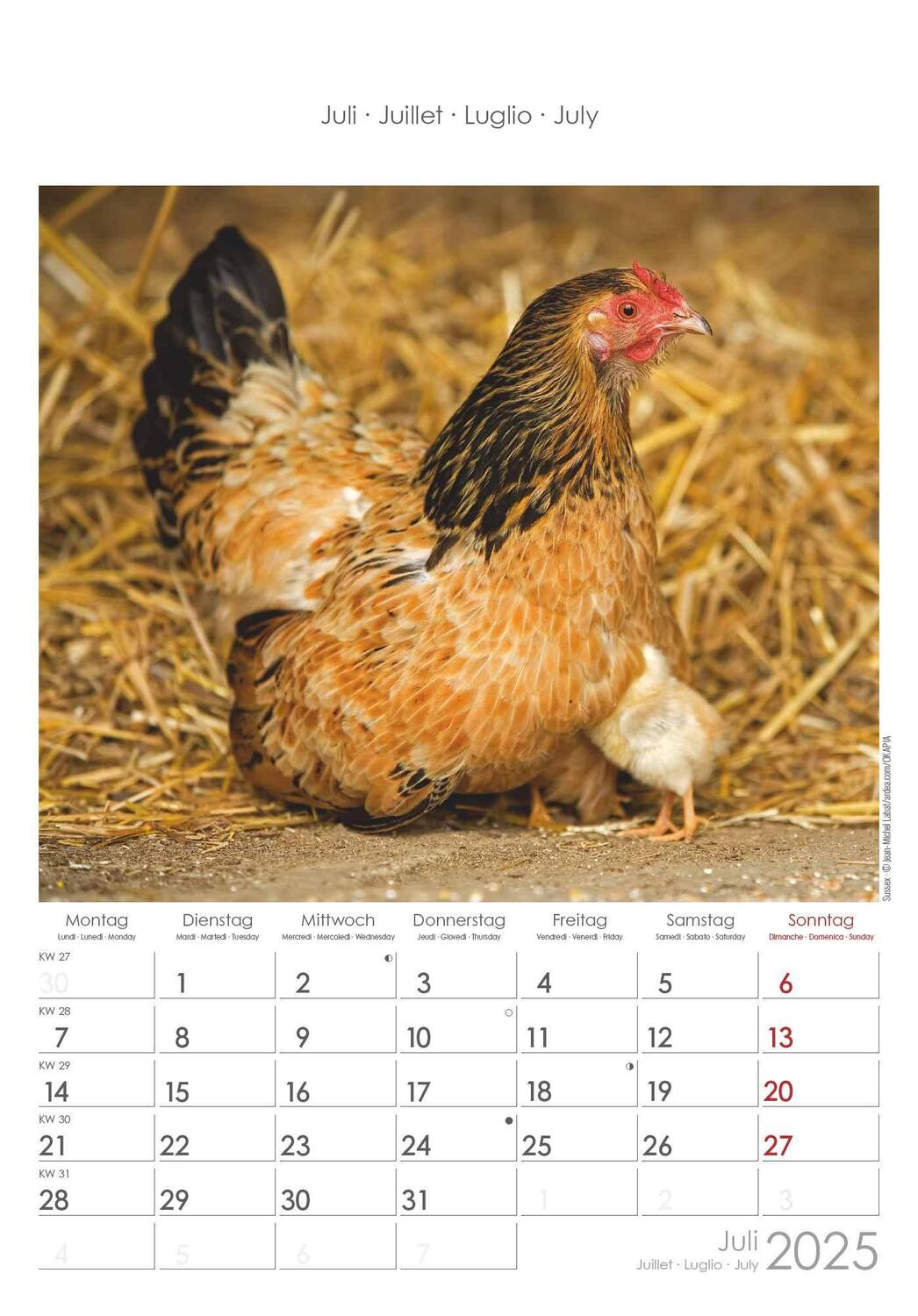 Bild: 4251732344351 | Hühner 2025 - Bildkalender 23,7x34 cm - Kalender mit Platz für...