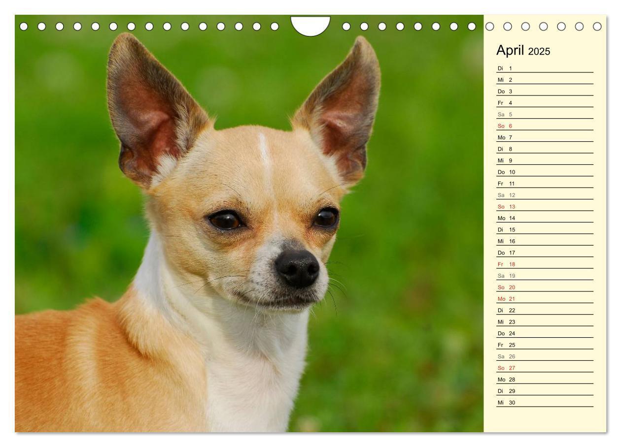 Bild: 9783435541546 | Chihuahua - Kleine Hunde ganz groß (Wandkalender 2025 DIN A4 quer),...