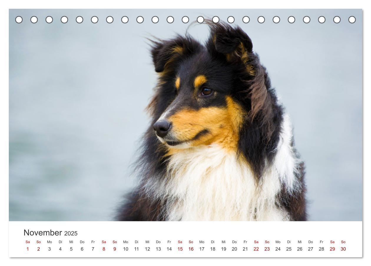 Bild: 9783383916519 | Shelties - Die zuckersüßen Vierbeiner. (Tischkalender 2025 DIN A5...