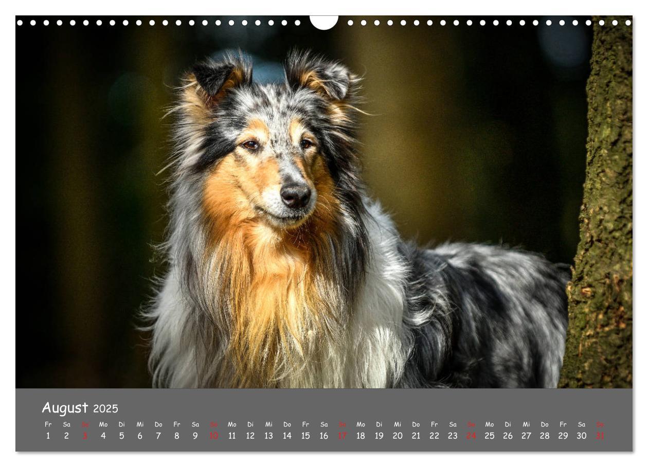 Bild: 9783435314089 | Einmal Collie - immer Collie (Wandkalender 2025 DIN A3 quer),...