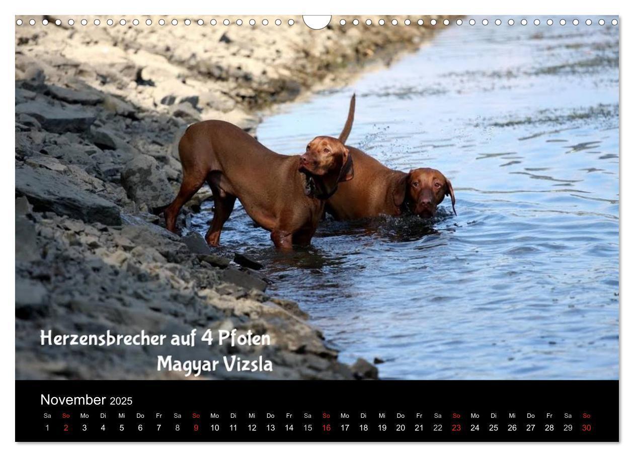 Bild: 9783435518838 | Magyar Vizsla - Zauberhafte Kobolde (Wandkalender 2025 DIN A3...