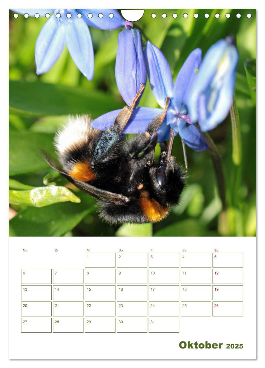 Bild: 9783457002001 | Wildbienen-Terminplaner 2025 (Wandkalender 2025 DIN A4 hoch),...