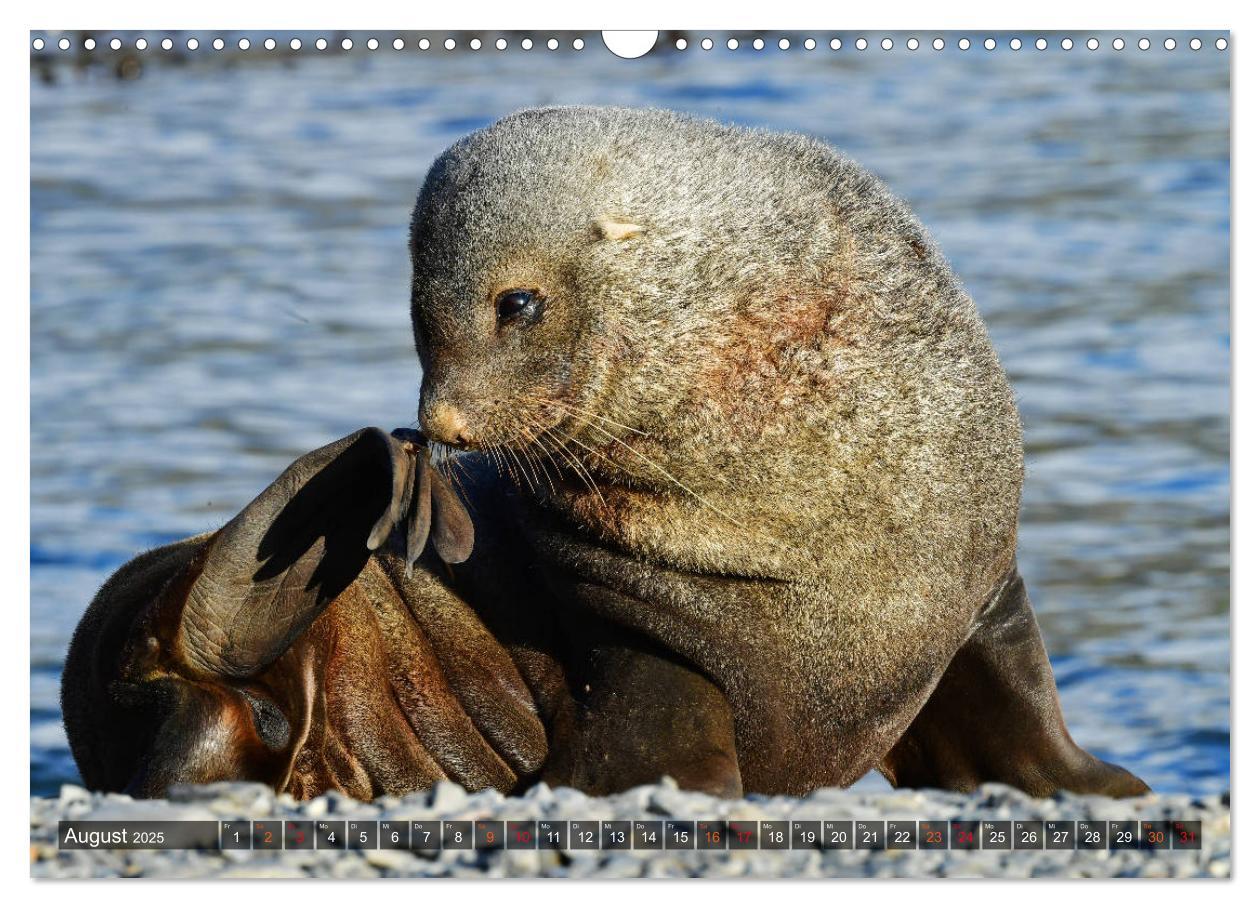 Bild: 9783435124565 | Tierparadies Südpolarmeer (Wandkalender 2025 DIN A3 quer), CALVENDO...