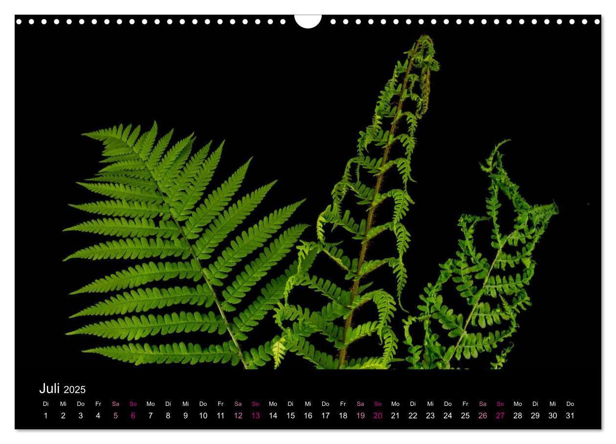 Bild: 9783435731435 | Verändertes (Wandkalender 2025 DIN A3 quer), CALVENDO Monatskalender