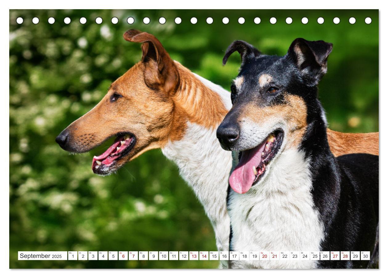 Bild: 9783457153239 | Ein Freund fürs Leben - Smooth Collie (Tischkalender 2025 DIN A5...