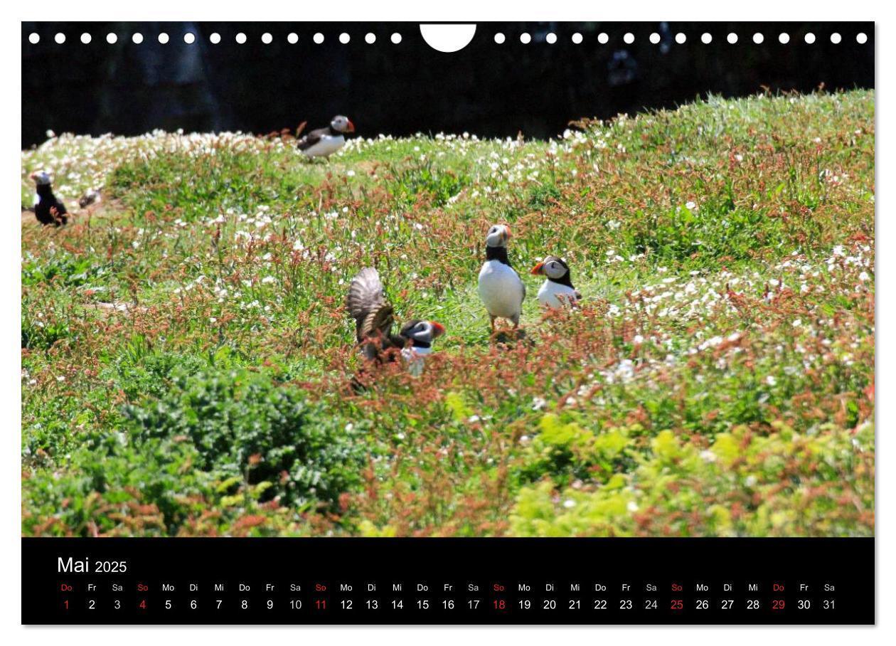 Bild: 9783435808038 | Puffins, Papageitauchern ganz nah (Wandkalender 2025 DIN A4 quer),...