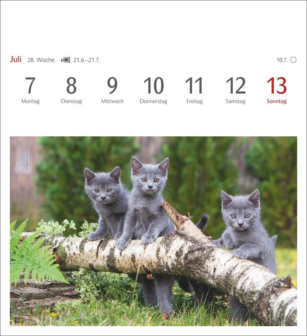 Bild: 9783840033490 | Katzen Postkartenkalender 2025 - Wochenkalender mit 53 Postkarten