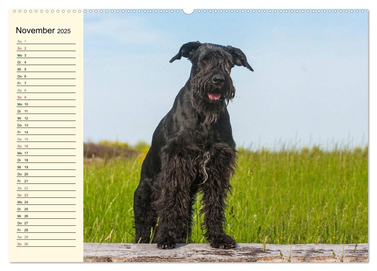 Bild: 9783435538799 | Treuer Freund Riesenschnauzer (hochwertiger Premium Wandkalender...