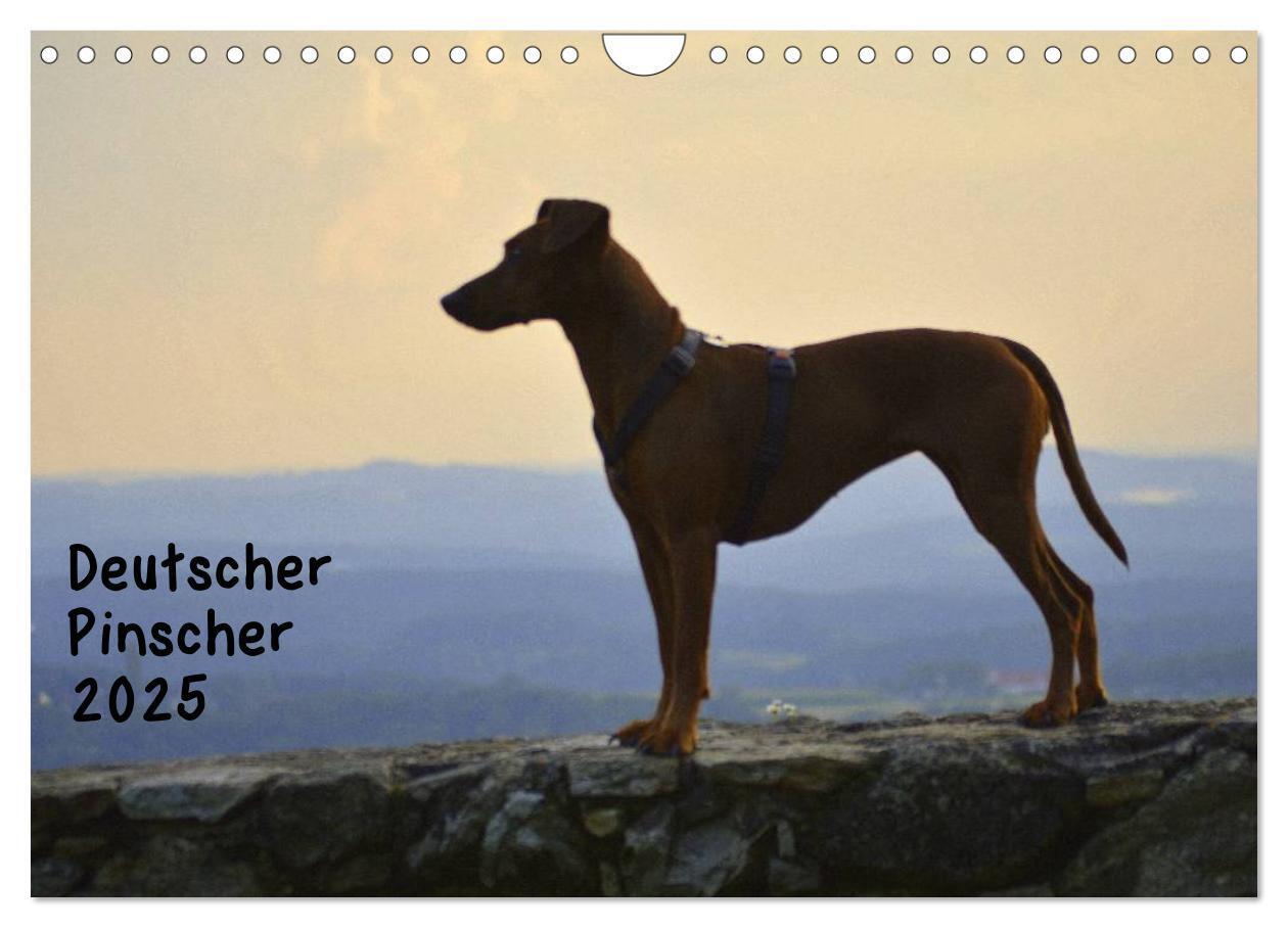 Cover: 9783435643738 | Deutscher Pinscher (Wandkalender 2025 DIN A4 quer), CALVENDO...