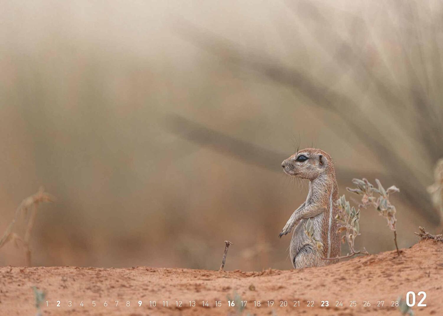 Bild: 4002725995445 | Fabian Kahl: Safari im Herzen 2025 70x50 | Neumann Verlage | Kalender