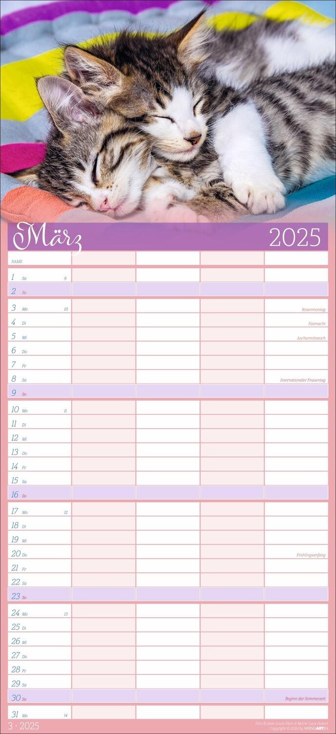 Bild: 9783839901038 | Cool Cats Familienplaner 2025 | Kalender | Spiralbindung | 15 S.