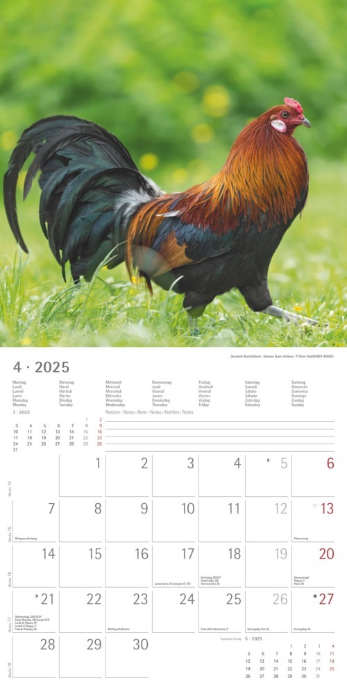 Bild: 4251732344306 | Alpha Edition - Hühner 2025 Broschürenkalender, 30x30cm, Kalender...