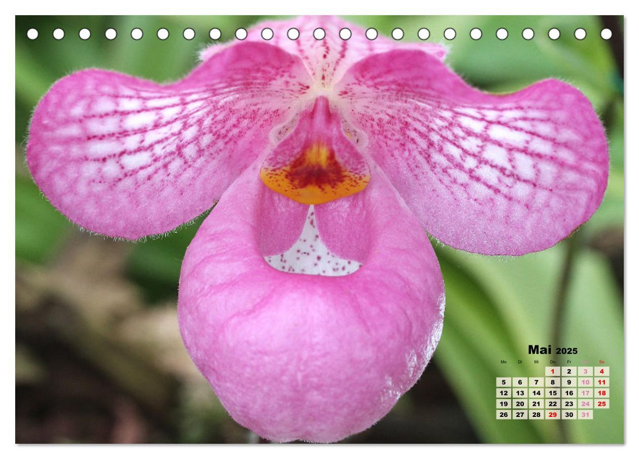 Bild: 9783383914799 | Schönste Orchideen (Tischkalender 2025 DIN A5 quer), CALVENDO...