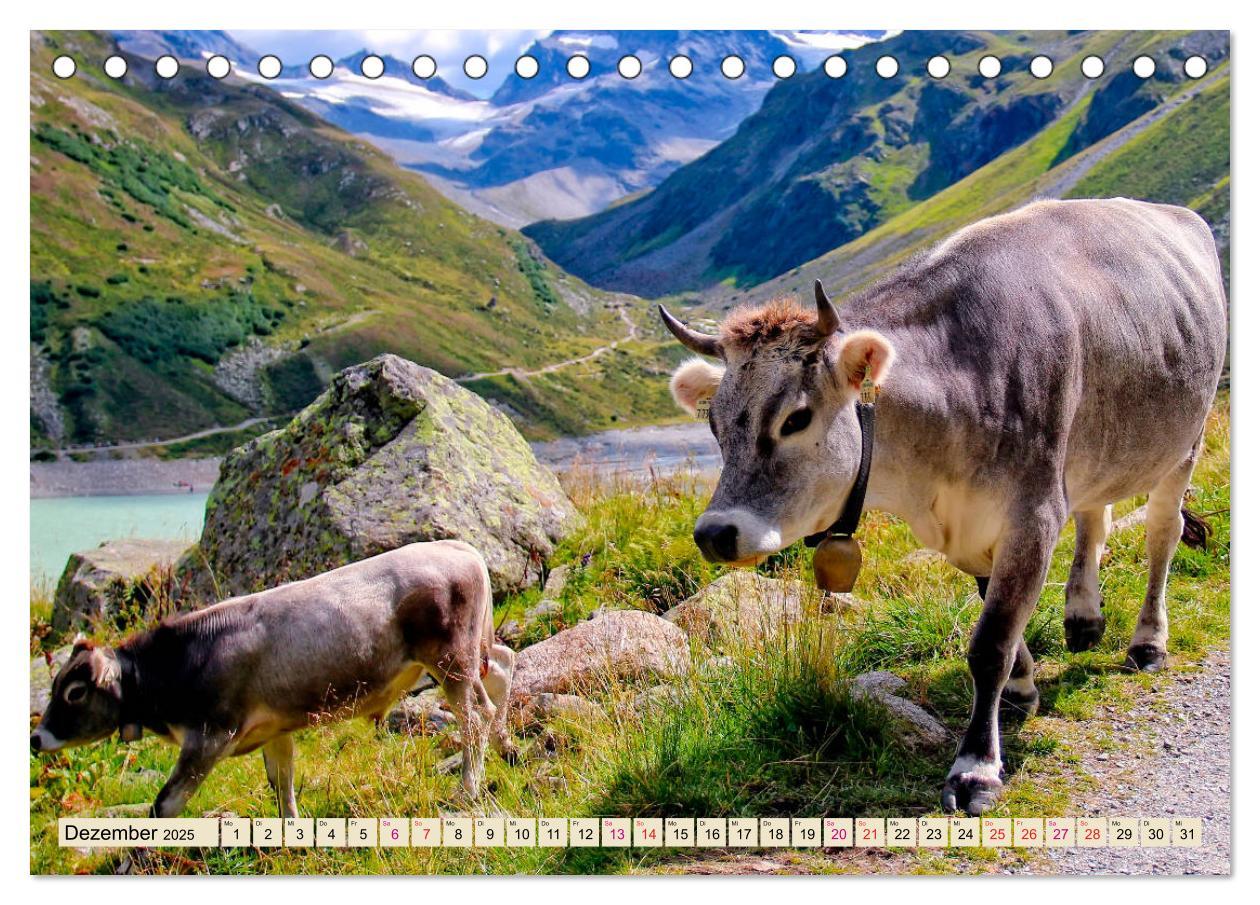 Bild: 9783435118618 | Berg-Kühe, Natur pur - unser schönster Urlaub (Tischkalender 2025...