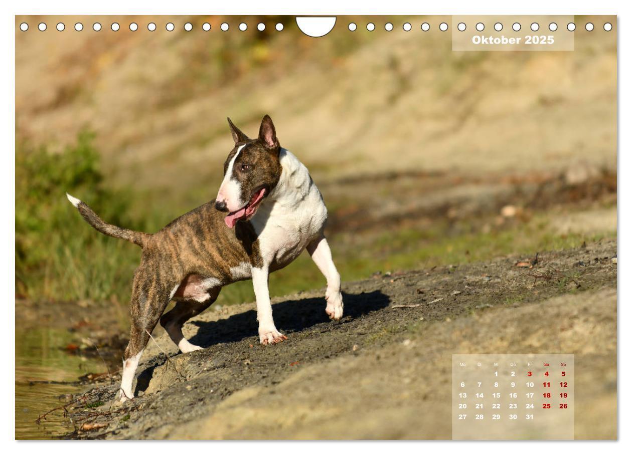 Bild: 9783435341559 | Bullterrier 2025 Frech und fröhlich durch das Jahr (Wandkalender...