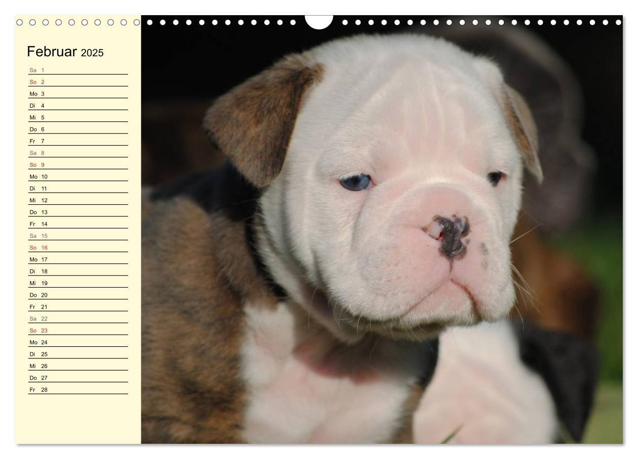 Bild: 9783435534456 | Bulldoggen-Moppelchen (Wandkalender 2025 DIN A3 quer), CALVENDO...