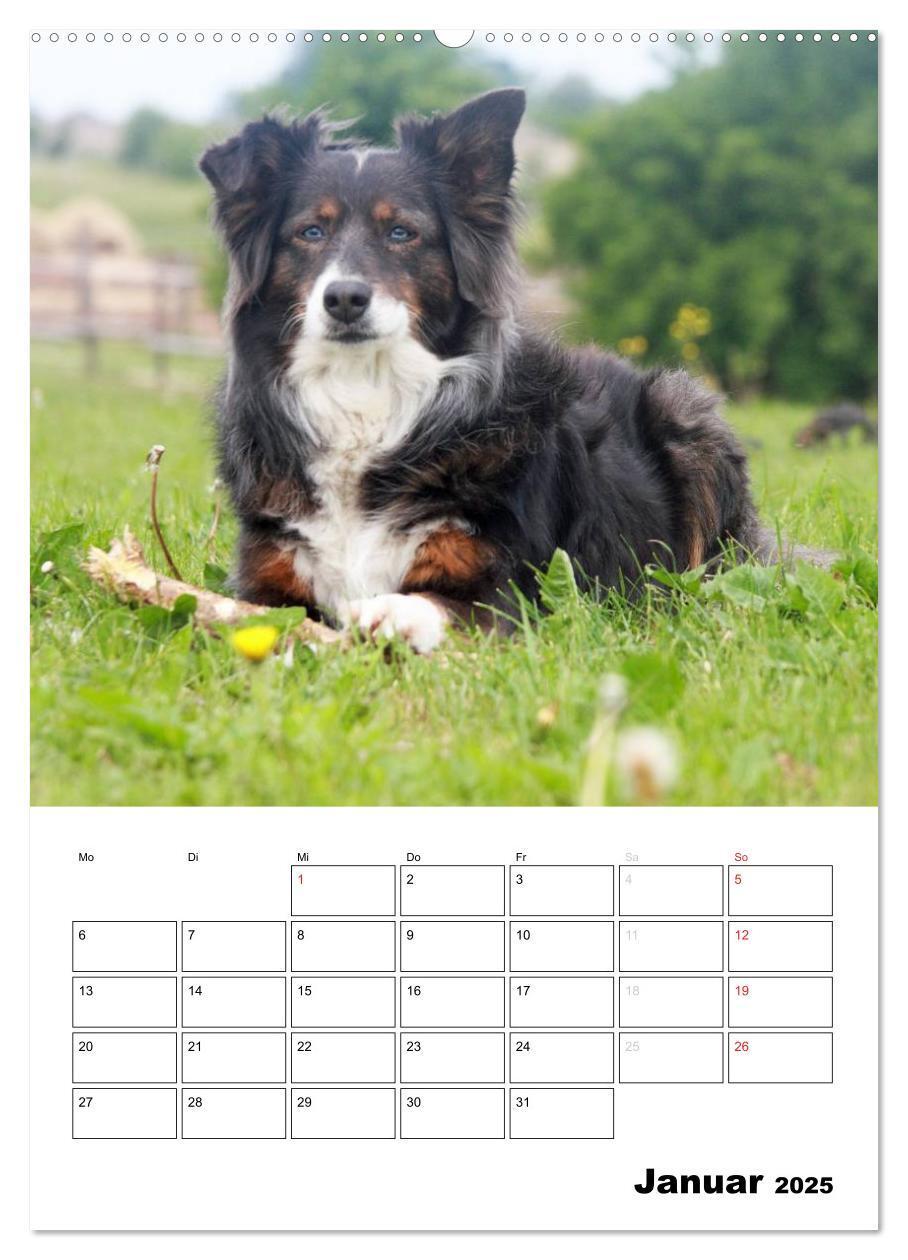 Bild: 9783457079805 | Australian Shepherd (Wandkalender 2025 DIN A2 hoch), CALVENDO...