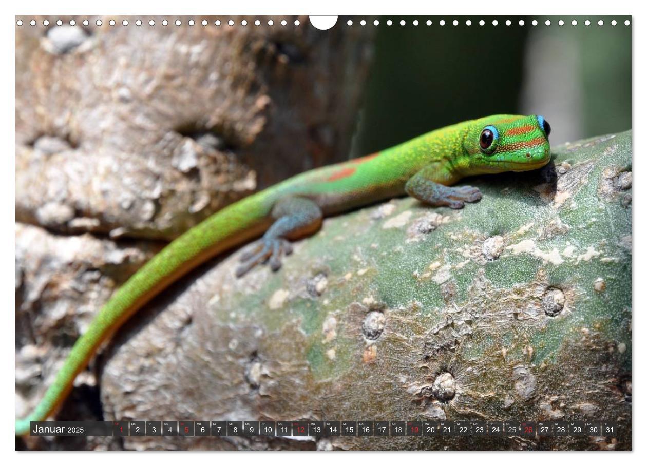 Bild: 9783435793099 | Wilde Fauna - Reptilien (Wandkalender 2025 DIN A3 quer), CALVENDO...