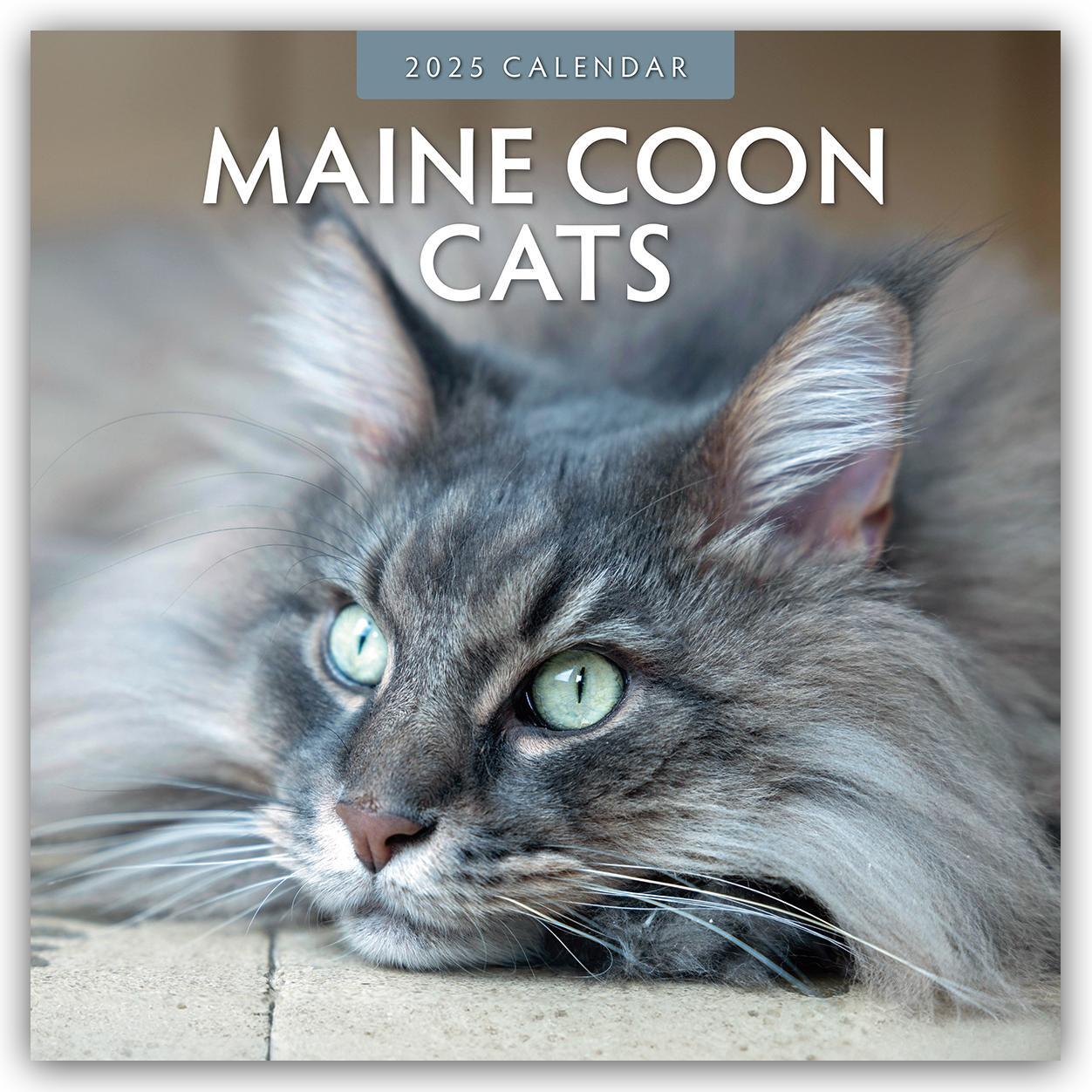 Cover: 9781804423974 | Maine Coon Cats - Maine Coon Katzen 2025 - 16-Monatskalender | Red