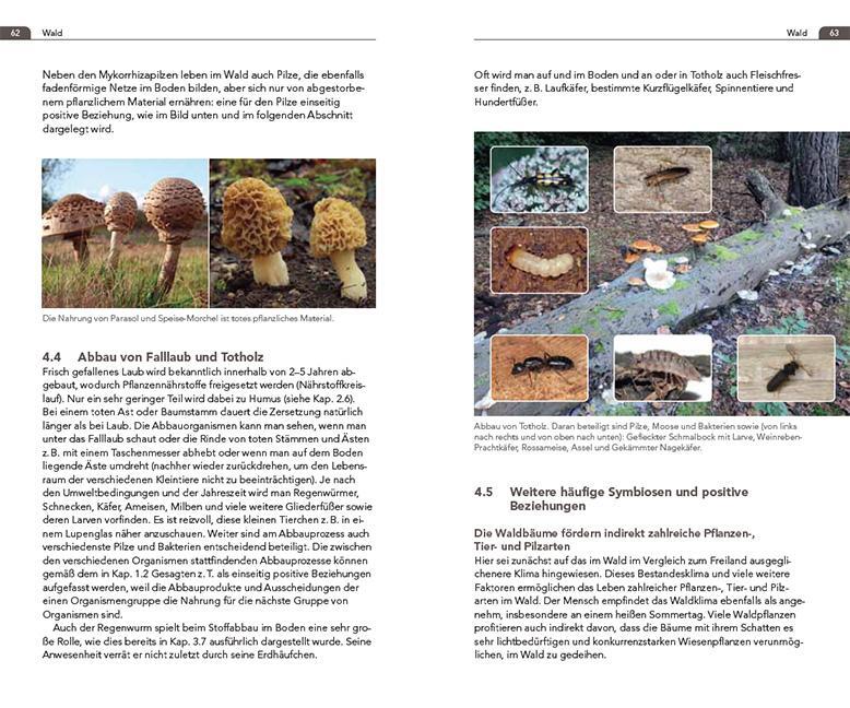 Bild: 9783258083629 | Symbiosen beobachten | Andreas Gigon (u. a.) | Taschenbuch | 208 S.