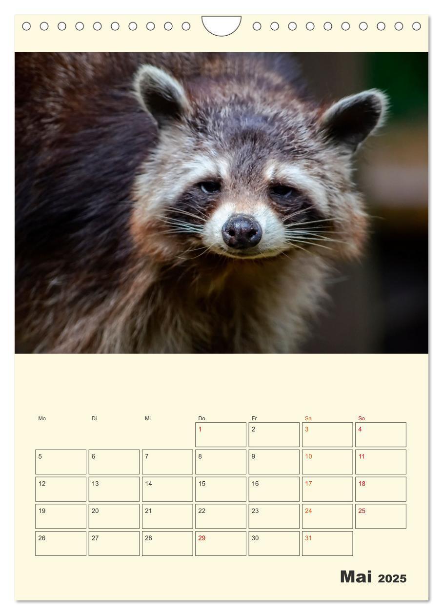 Bild: 9783435903825 | Drolliger Waschbär (Wandkalender 2025 DIN A4 hoch), CALVENDO...