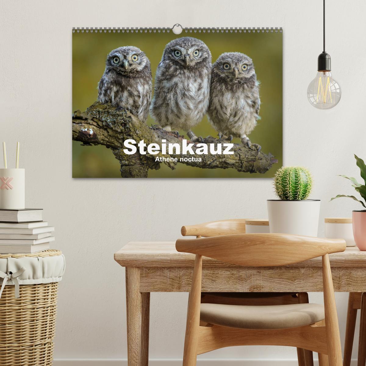 Bild: 9783435299843 | Steinkäuze (Athene noctua) (Wandkalender 2025 DIN A3 quer),...