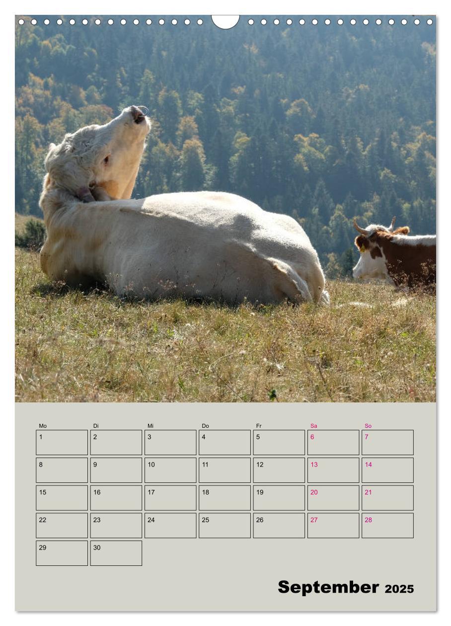 Bild: 9783435970049 | Kuhportraits Hornkühe (Wandkalender 2025 DIN A3 hoch), CALVENDO...