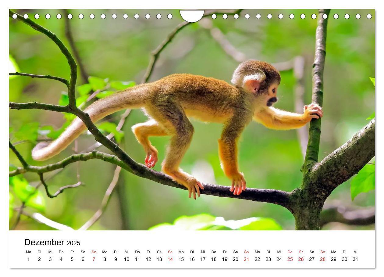 Bild: 9783435491100 | Totenkopfaffen (Wandkalender 2025 DIN A4 quer), CALVENDO...