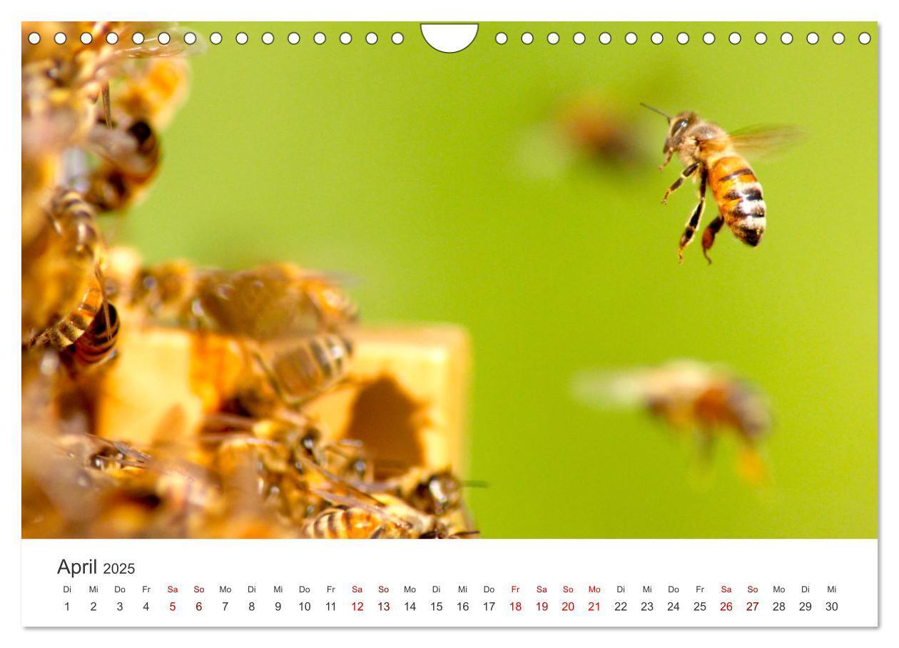 Bild: 9783383927485 | Die Welt der fleißigen Bienen (Wandkalender 2025 DIN A4 quer),...