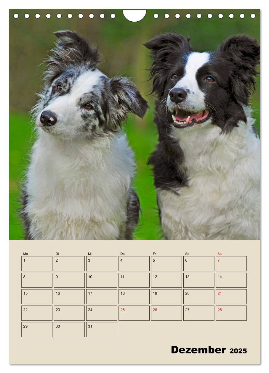 Bild: 9783435959617 | Border Collie - Ein Familienplaner (Wandkalender 2025 DIN A4 hoch),...