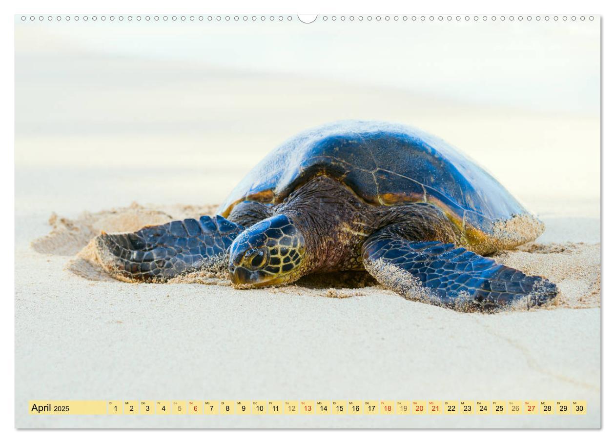 Bild: 9783435175789 | O'ahu - Eine Reise in das Herz von Hawaii (Wandkalender 2025 DIN A2...