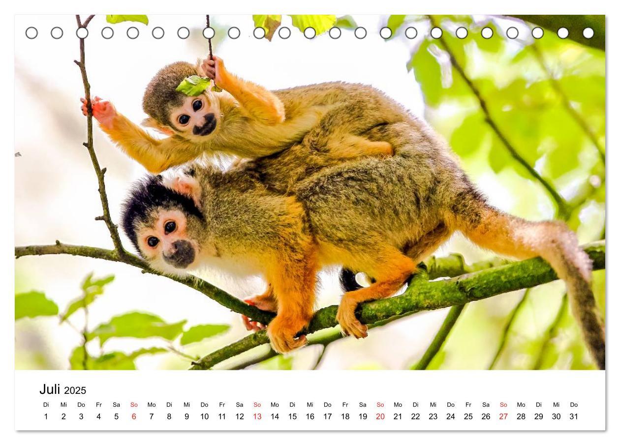 Bild: 9783435480975 | Totenkopfaffen (Tischkalender 2025 DIN A5 quer), CALVENDO...