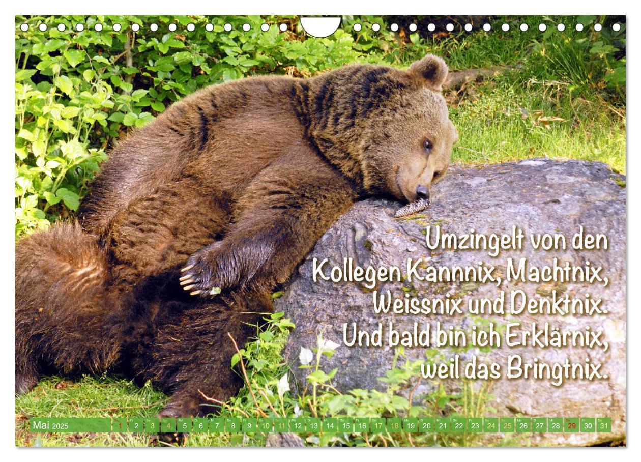 Bild: 9783383853494 | Spaß mit Bären: Edition lustige Tiere (Wandkalender 2025 DIN A4...