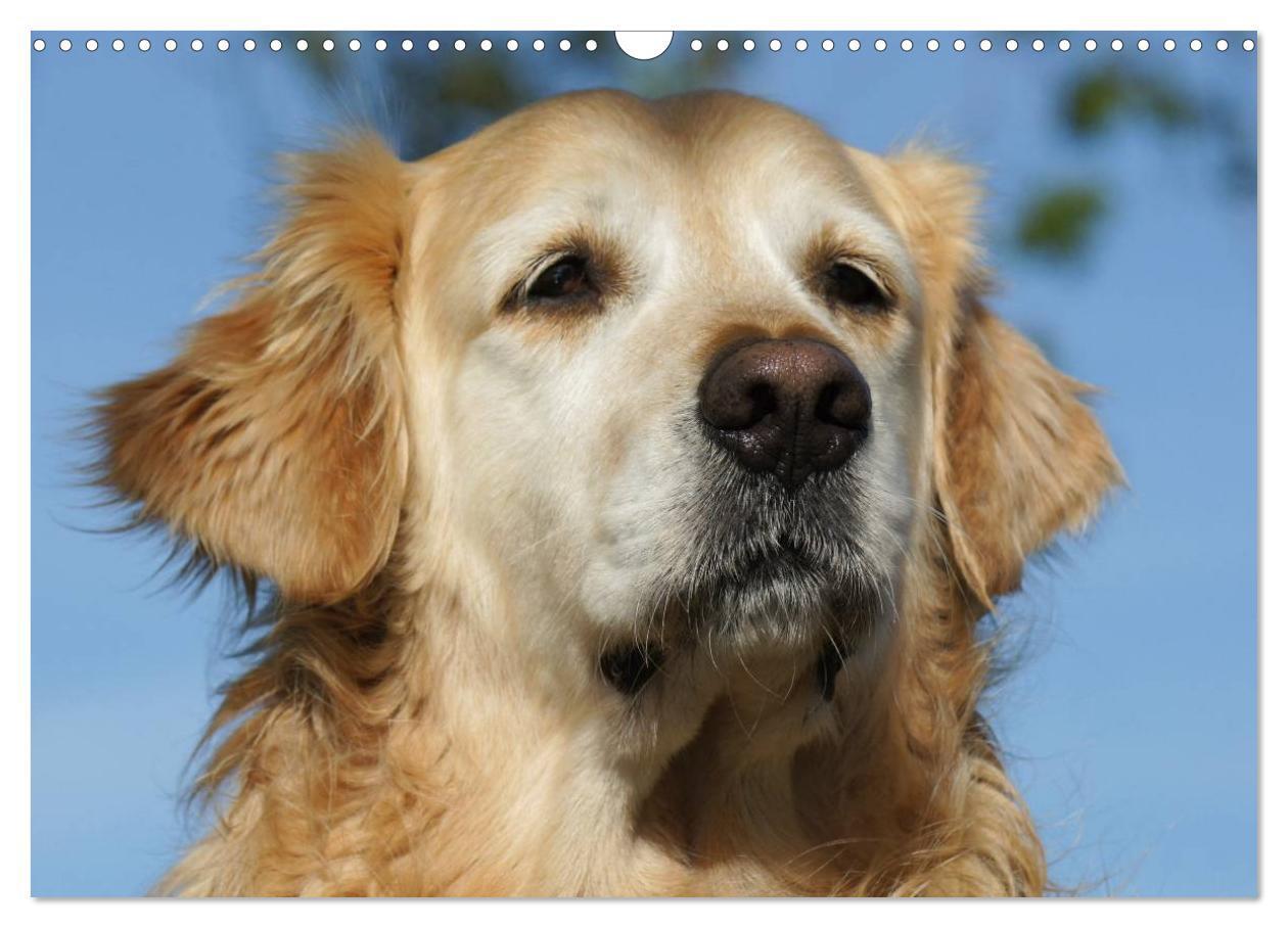 Bild: 9783435840663 | Golden Retriever Power (Wandkalender 2025 DIN A3 quer), CALVENDO...