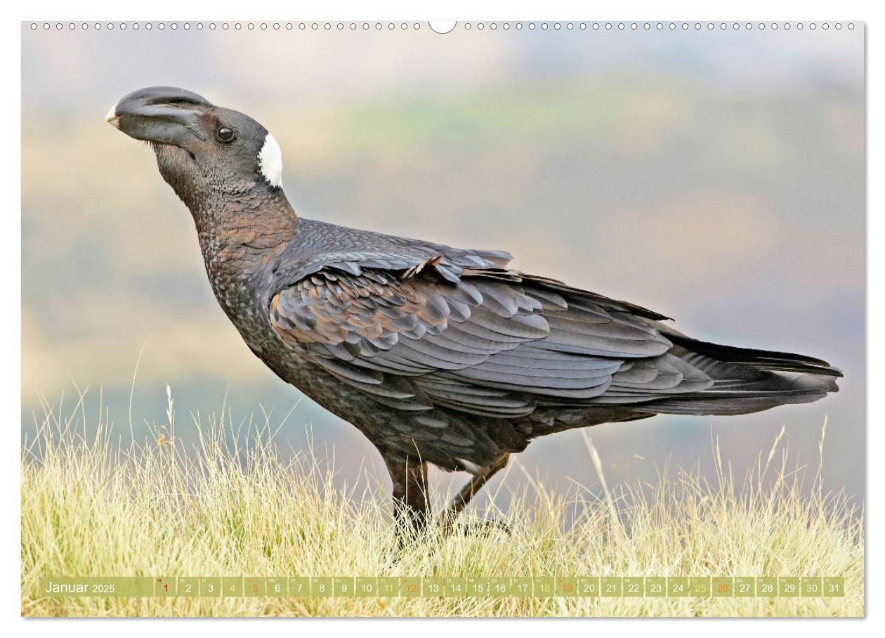 Bild: 9783383776687 | Rabenvögel: Schwarz, schlau, schön (Wandkalender 2025 DIN A2 quer),...