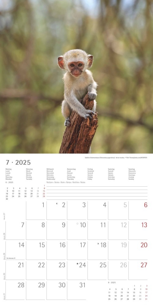 Bild: 4251732340773 | Alpha Edition - Tierbabys 2025 Broschürenkalender, 30x30cm,...