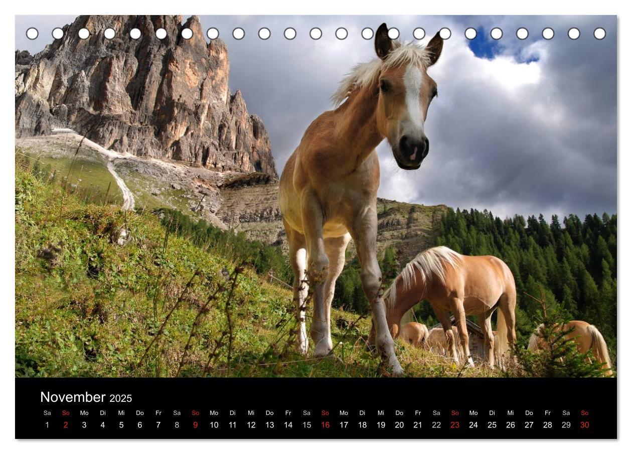 Bild: 9783435555376 | Wunderschöne Haflingerwelt (Tischkalender 2025 DIN A5 quer),...